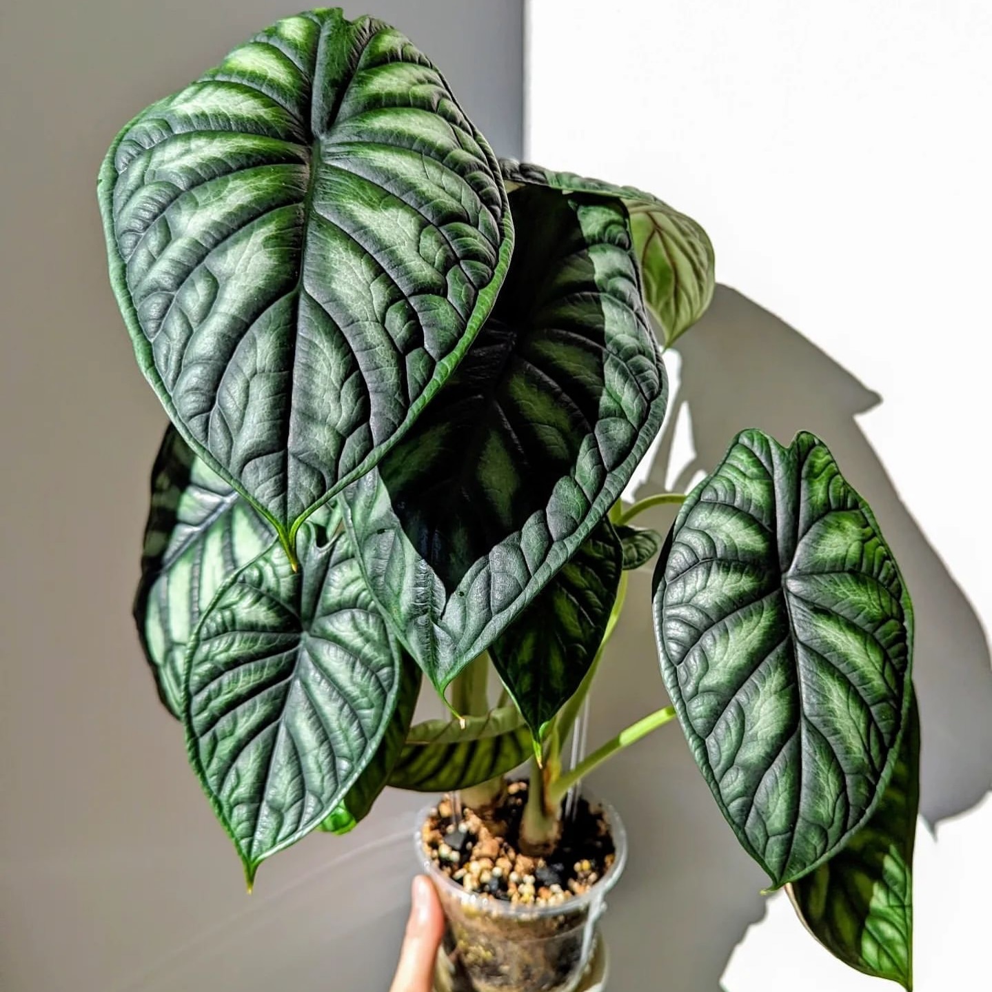 Alocasia Dragon